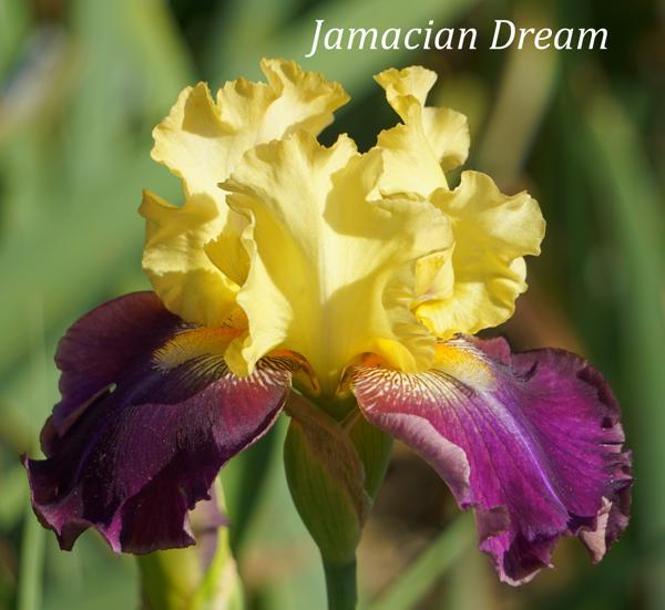 Jamaican Dream2