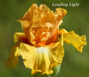Leading Light
