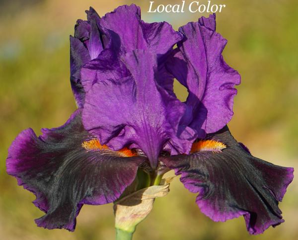 Local Color2