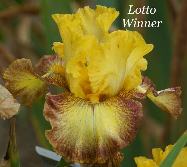 Lotto Winner