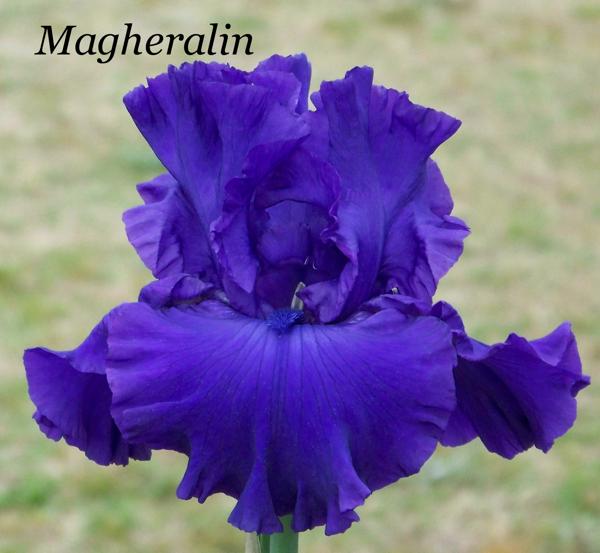 Magheralin