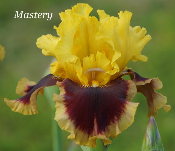 Mastery