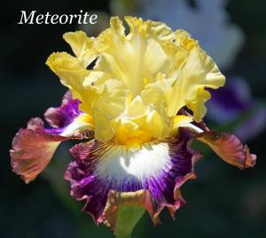 Meteorite