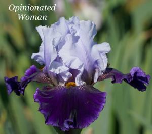 Opinionated Woman
