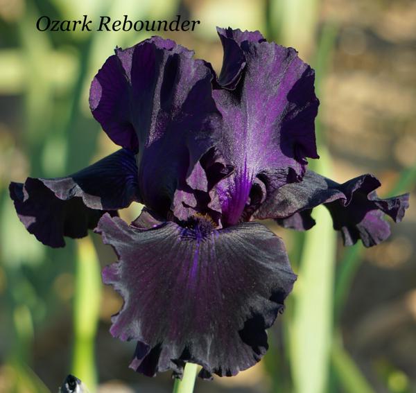 Ozark Rebounder