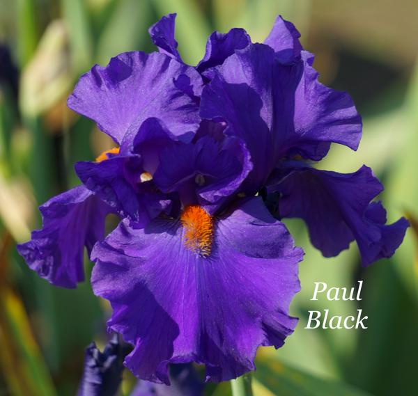 Paul Black