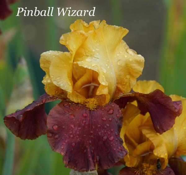 Pinball Wizard