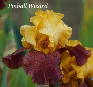 Pinball Wizard