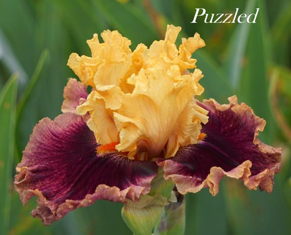Puzzled