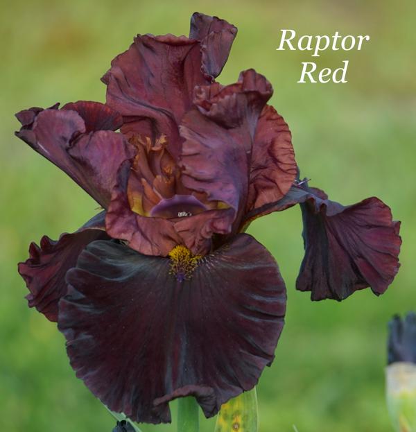 Raptor Red