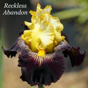 Reckless Abandon