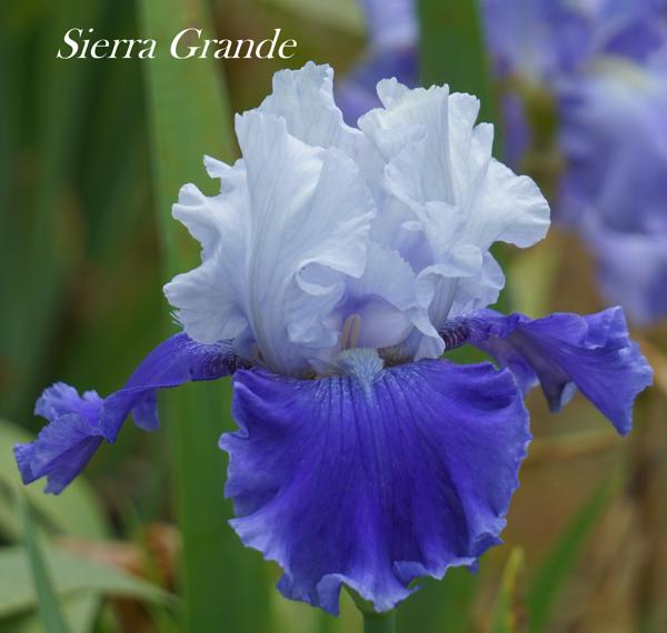 Sierra Grande