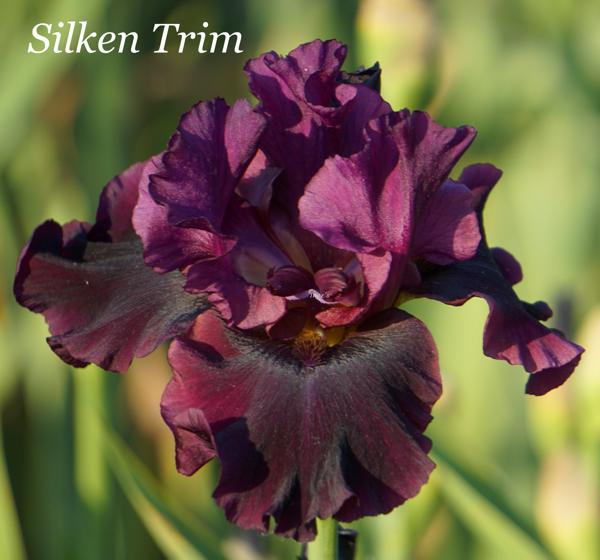 Silken Trim