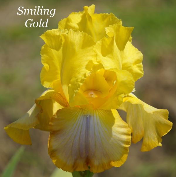 Smiling Gold