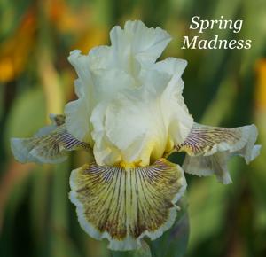 Spring Madness