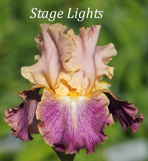 Stage Lights
