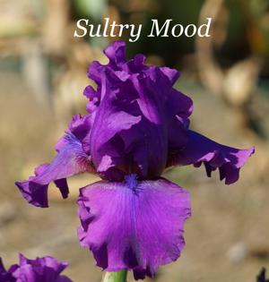 Sultry Mood