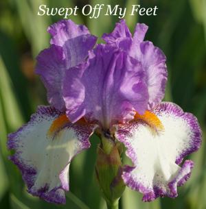 Swept Off My Feet