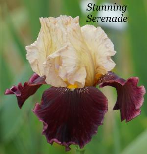 Stunning Serenade