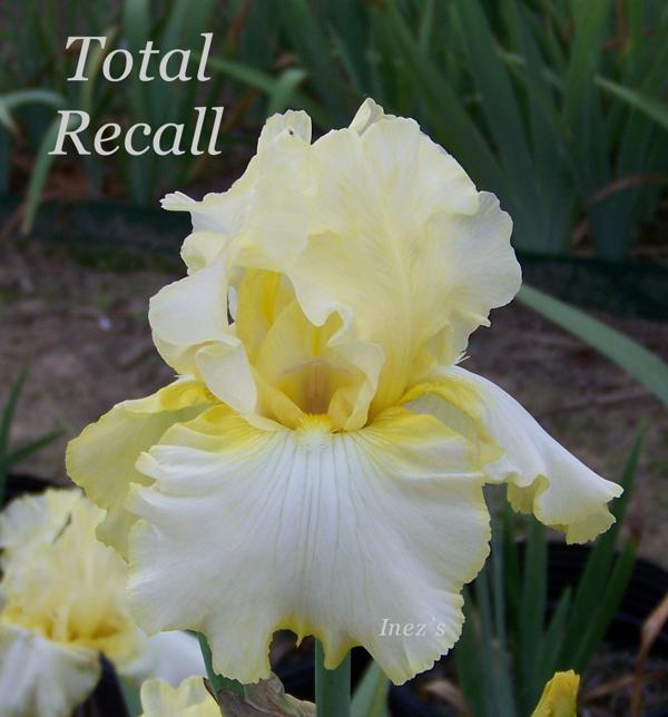 Total Recall