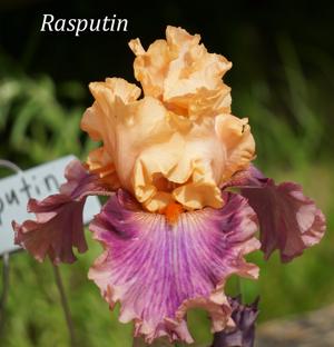 Rasputin