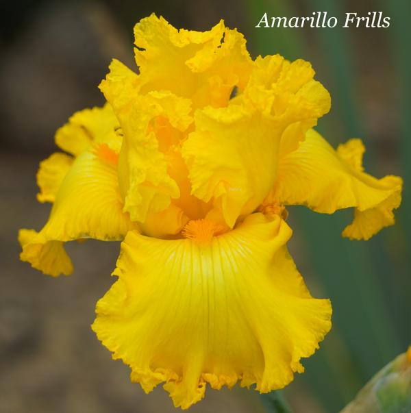 Amarillo Frills