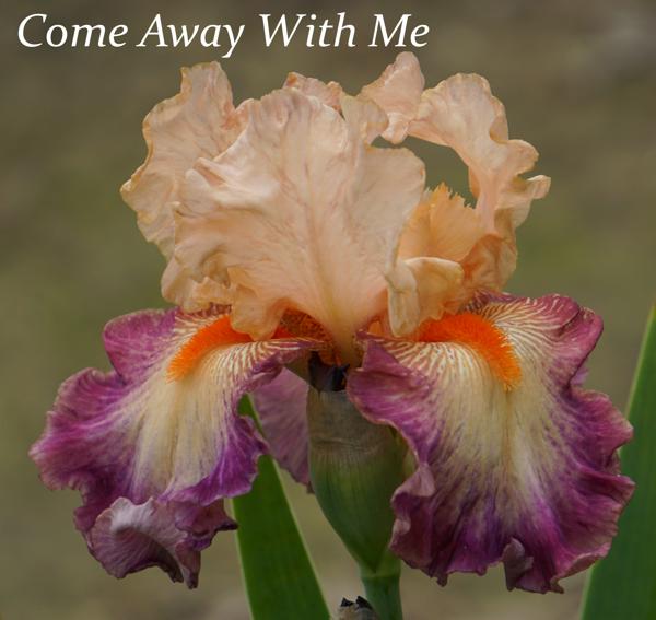 Come Away With Me2