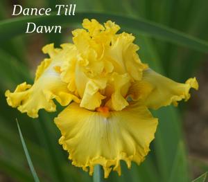 Dance Till Dawn