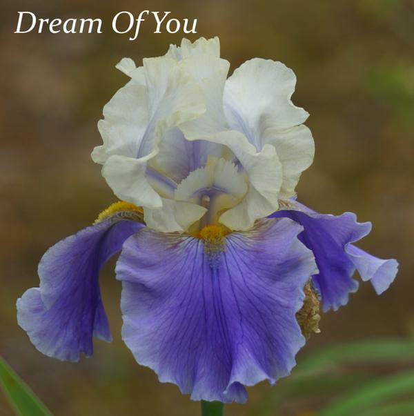 Dream of You