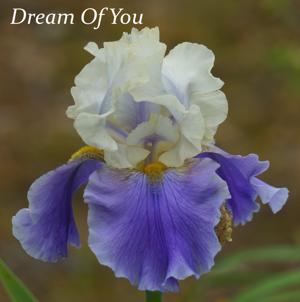 Dream Of You