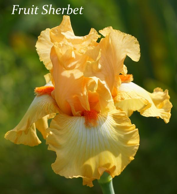 Fruit Sherbet