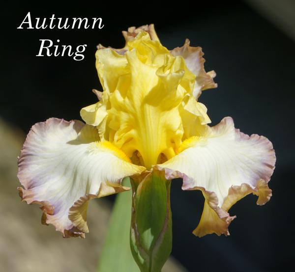 Autumn Ring2