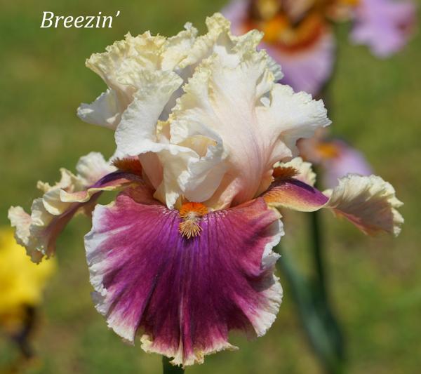 Breezin'2