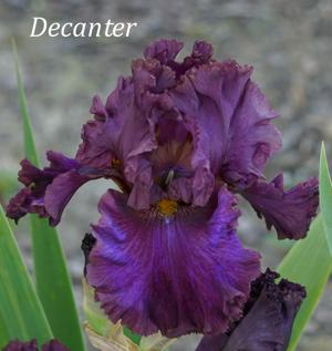 Decanter