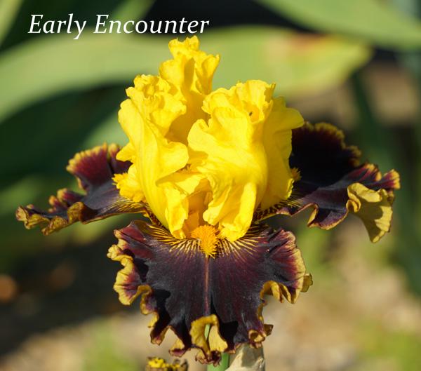 Early Encounter