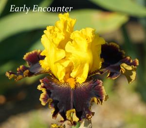 Early Encounter