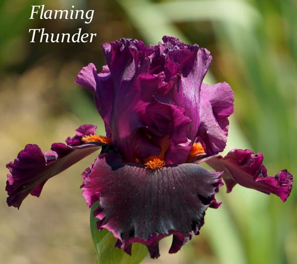 Flaming Thunder