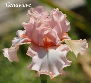 Genavieve