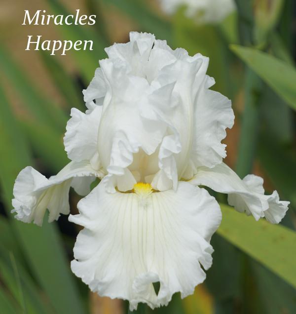 Miracles Happen2