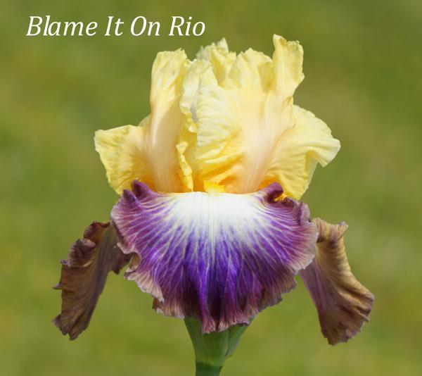 Blame It On Rio