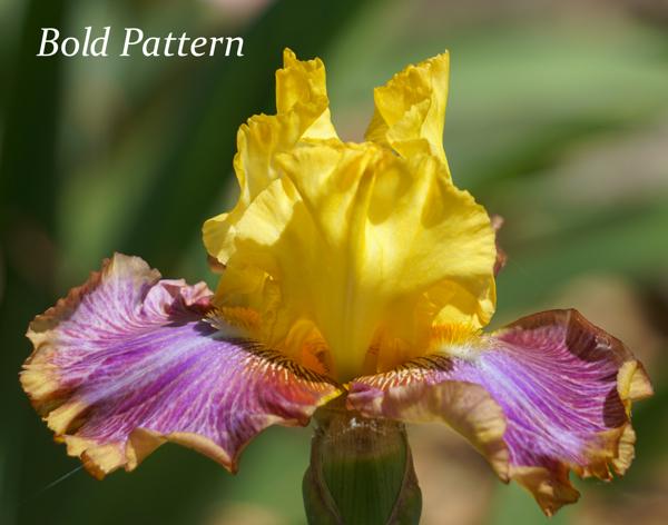 Bold Pattern2