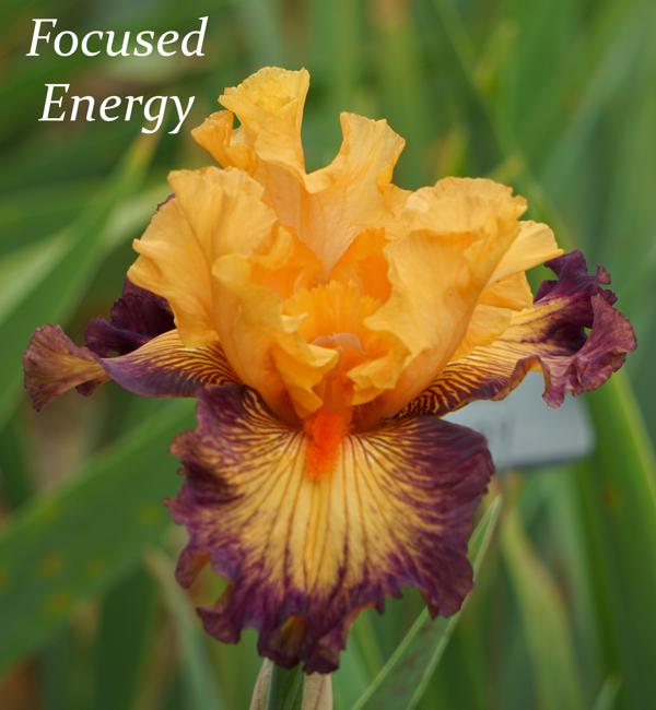 Focused Energy