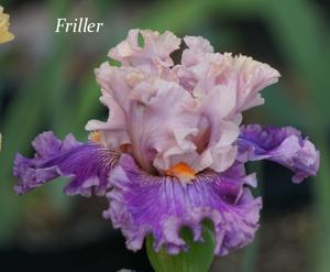 Friller