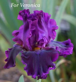 For Veronica
