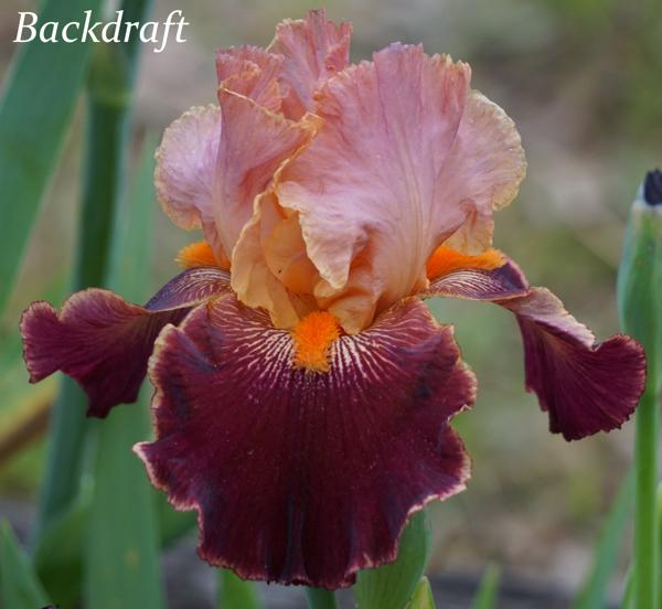 Backdraft