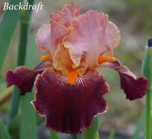 Backdraft
