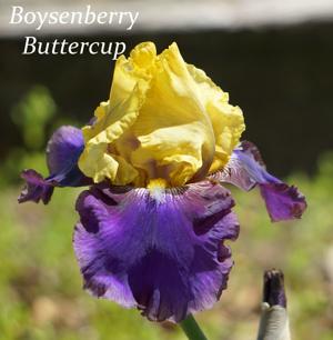 Boysenberry Buttercup