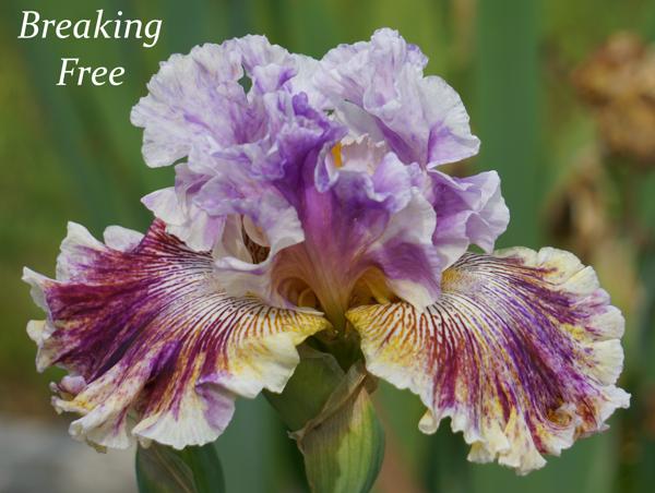 Breaking Free2