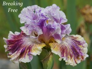 Breaking Free