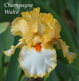 Champagne Waltz